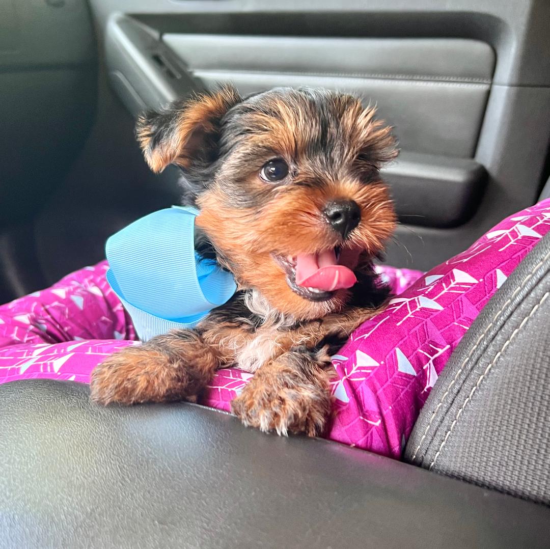 Ckc best sale yorkie puppies